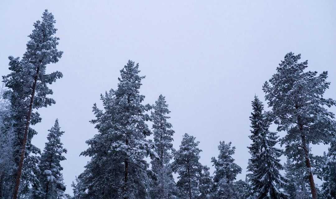 Europaforum Norra Sverige har svarat på samråd om skogsövervakning