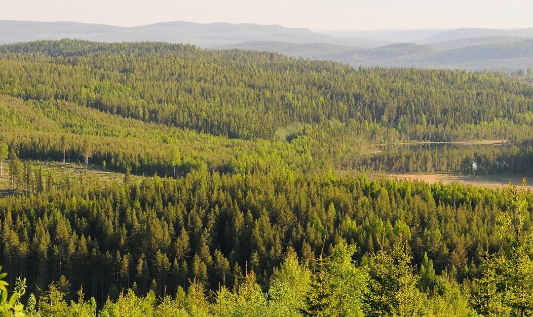 Europaforum norra Sverige har antagit position om EU:s kommande plan för skogsövervakning