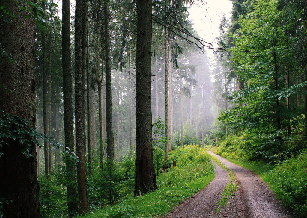 En skog med barrträd och lövträd. En grusväg går genom skogen. I bakgrunden syns dimma.