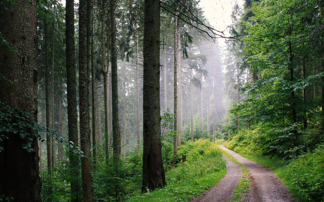 En skog med barrträd och lövträd. En grusväg går genom skogen. I bakgrunden syns dimma.